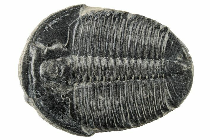 Large, Elrathia Trilobite Fossil - Utah #195815